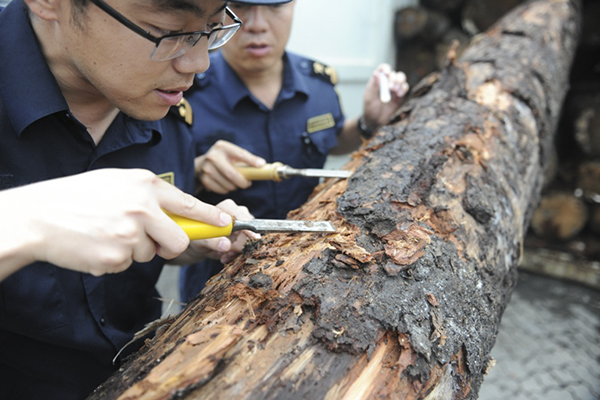 黄岛海关截获全国首例检疫性有害生物云杉木蠹象（图）1