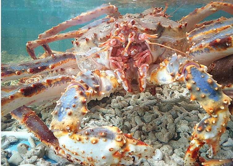 进口海鲜代理